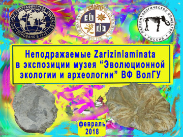 Неподражаемые Zarizinlaminata в экспозиции музея Неподражаемые Zarizinlaminata в экспозиции музея